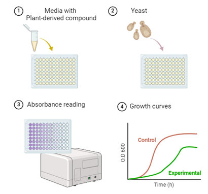 Quantitative antifungal growth curve profiling